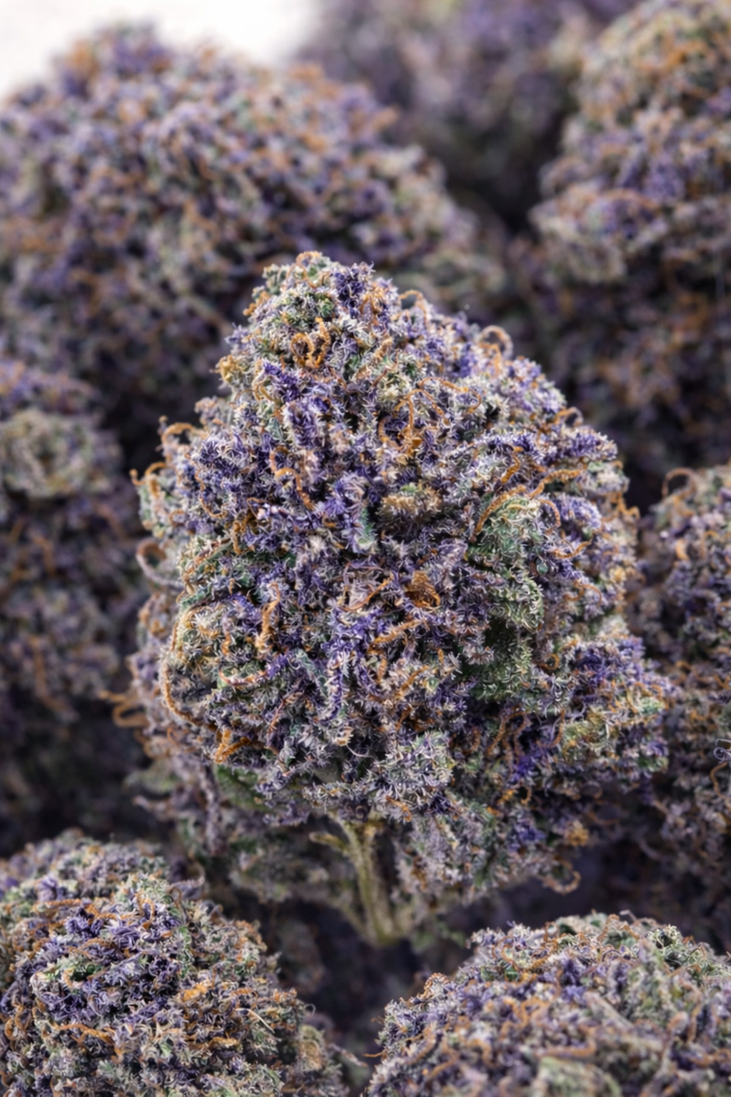Infusion Fleurs CBD - TROPICAL KUSH THCX
