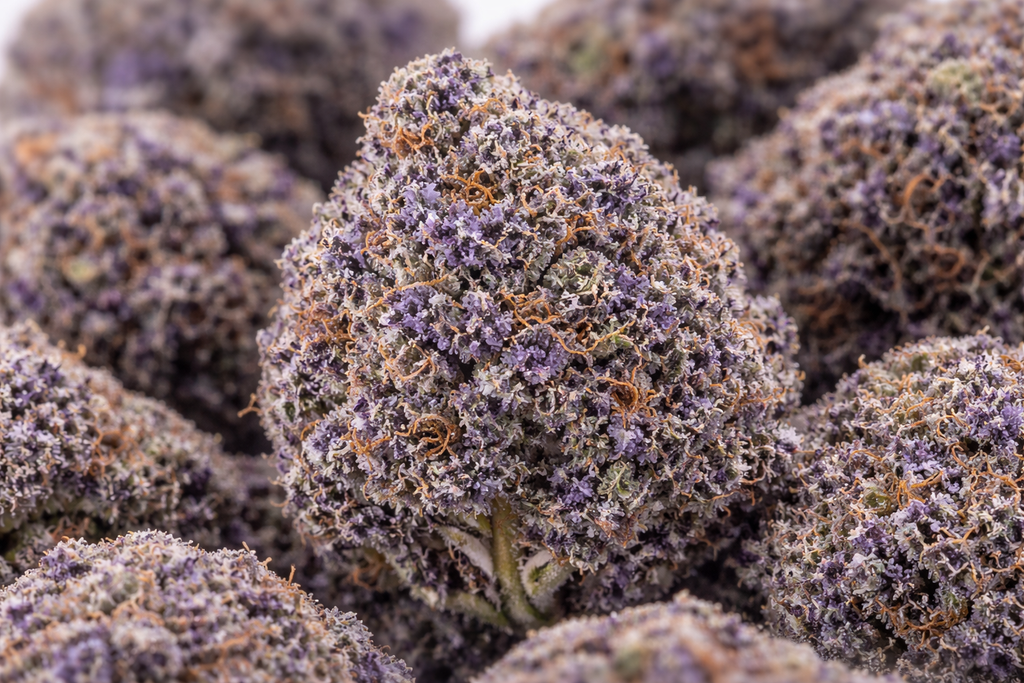 INFUSION FLEURS CBD - URANIUM THCX